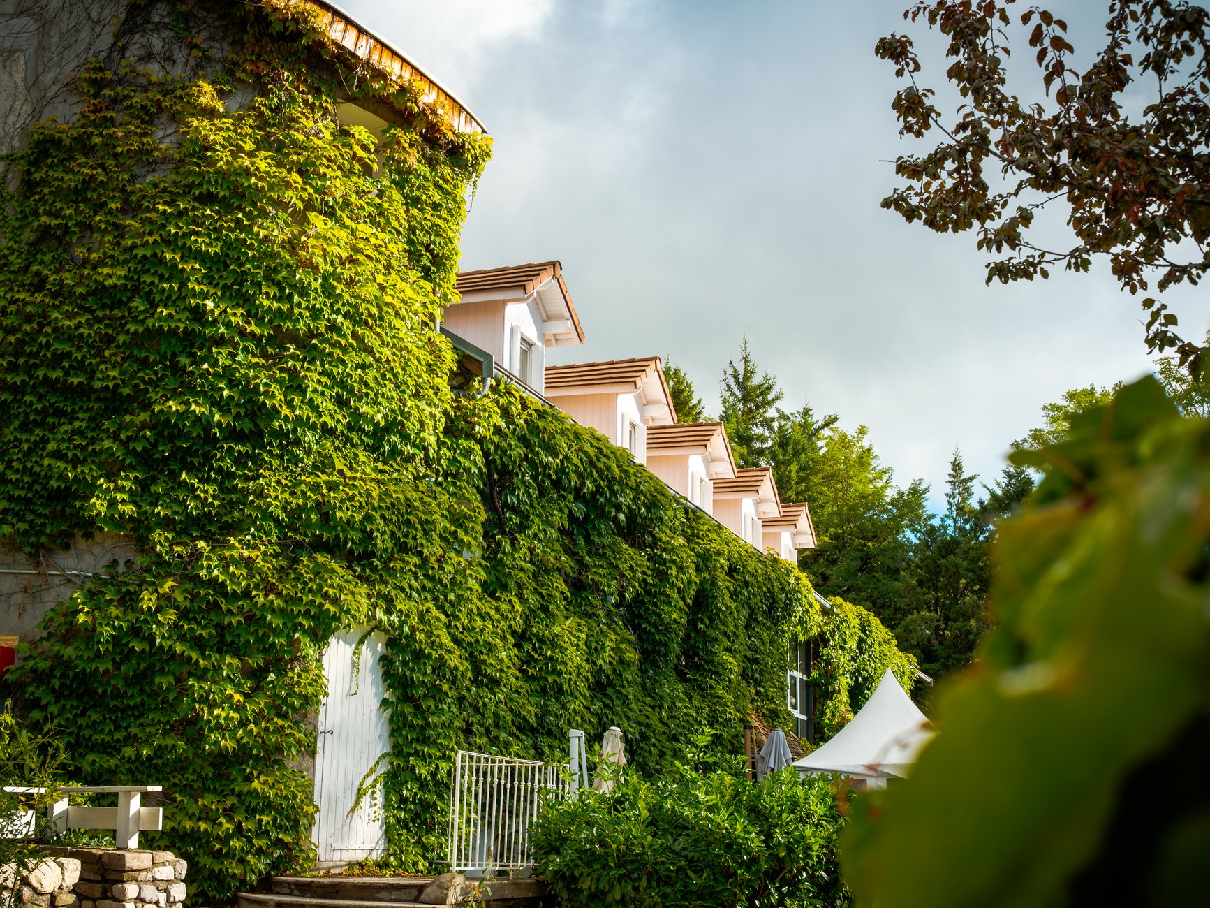 Image d'illustration pour le projet Les olivades